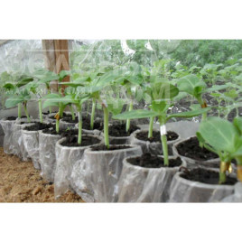 Насіння підщепи Глорія F1 / Gloriya F1 купити оптом і в роздріб в Україні за вигідною ціною