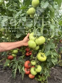 Семена томатов Пикассо F1 / Picasso F1, 65-70 дней купить оптом и в розницу в Украине по выгодной цене