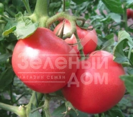 Семена томатов 1804 F1 / 1804 F1,100 дней купить оптом и в розницу в Украине по выгодной цене