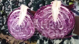 Семена капусты краснокочанной Ред Джевел F1 / Red Dzhevel F1,70-75 дней купить оптом и в розницу в Украине по выгодной цене