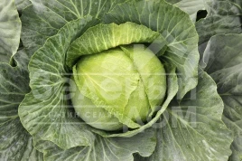 Семена капусты белокочанной Бруно F1 / Bruno F1,80 дней купить оптом и в розницу в Украине по выгодной цене