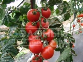 Семена томатов Тастиер F1 / Tastyer F1 купить оптом и в розницу в Украине по выгодной цене
