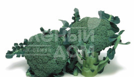 Насіння капусти броколі Маратон F1 / Marathon F1,75-80 днів купити оптом і в роздріб в Україні за вигідною ціною