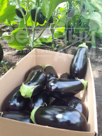 Насіння баклажанів ЦРХ 50170 F1 / CRX 50170 F1 купити оптом і в роздріб в Україні за вигідною ціною