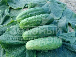 Семена огурцов Мариета F1 / Marieta F1 купить оптом и в розницу в Украине по выгодной цене