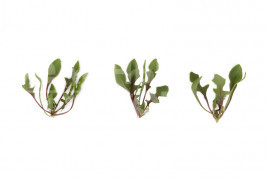 Насіння шпинату Ред Снепер F1 / Red Snapp F1 купити оптом і в роздріб в Україні за вигідною ціною