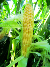 Насіння кукурудзи ЛС 779 F1 (Преміум) / LS 779 F1 купити оптом і в роздріб в Україні за вигідною ціною