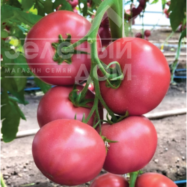 Насіння томатів КС 307 F1 / KS 307 F1 купити оптом і в роздріб в Україні за вигідною ціною