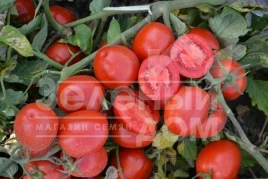 Семена томатов 1015 F1 / 1015 F1, 100 дней купить оптом и в розницу в Украине по выгодной цене