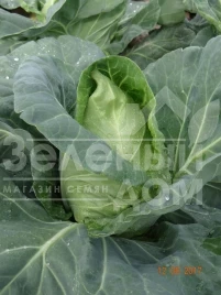 Семена капусты белокочанной Пилон F1 / Pylon F1,51-57 дней купить оптом и в розницу в Украине по выгодной цене