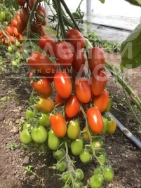 Семена томатов Корбин F1 / Korbin F1 купить оптом и в розницу в Украине по выгодной цене