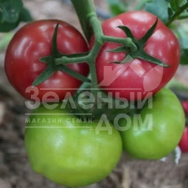 Семена томатов Мурпинк F1 / Murpink F1 купить оптом и в розницу в Украине по выгодной цене