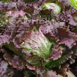 Семена салата Дерел / Derel, 65-75 дней купить оптом и в розницу в Украине по выгодной цене