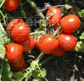 Насіння томатів Тріпл Ред F1 / Tripl Red F1,80-85 днів купити оптом і в роздріб в Україні за вигідною ціною