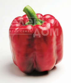 Насіння солодкого перцю Крузадер F1 / Cruzader F1,65 днів купити оптом і в роздріб в Україні за вигідною ціною