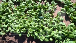 Семена шпината Каррера F1 / Carrera F1 купить оптом и в розницу в Украине по выгодной цене