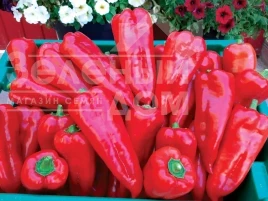 Семена сладкого перца Мако F1 / Mako F1, 65-70 дней купить оптом и в розницу в Украине по выгодной цене