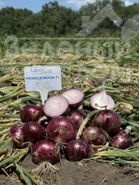 Лук репчатый Примула F1 / Primula F1, 280-285 дней купить оптом и в розницу в Украине по выгодной цене