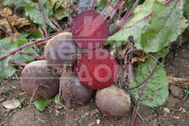 Насіння буряка Акела / Akela,80 днів купити оптом і в роздріб в Україні за вигідною ціною