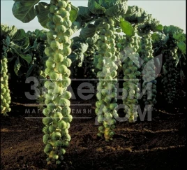 Семена капусты брюссельской Долорес F1 / Dolores F1,150 дней купить оптом и в розницу в Украине по выгодной цене