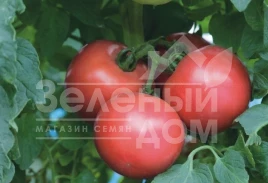 Семена томатов ТЕХ  2721 F1 / TEX  2721 F1,90-100 дней купить оптом и в розницу в Украине по выгодной цене