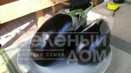 Семена баклажана Чемодан F1 / Chemodan F1,90-105 дней купить оптом и в розницу в Украине по выгодной цене