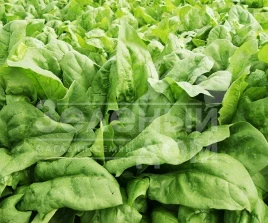 Семена шпината ПВ 1026 F1 / PV 1026 F1 купить оптом и в розницу в Украине по выгодной цене