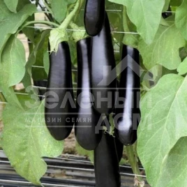 Семена баклажана Каратеке F1 / Karateke F1,70-75 дней купить оптом и в розницу в Украине по выгодной цене