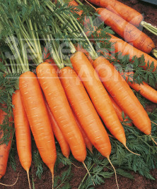 Насіння моркви Бангор F1 / Bangor F1,110 днів купити оптом і в роздріб в Україні за вигідною ціною