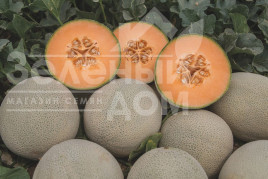 Насіння дині Карамеза F1 / Karameza F1 купити оптом і в роздріб в Україні за вигідною ціною