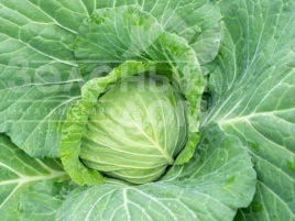 Семена капусты белокочанной Белоснежка / Belosnezhka купить оптом и в розницу в Украине по выгодной цене
