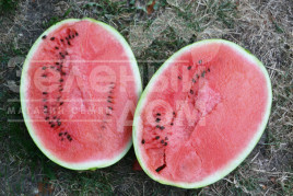 Насіння кавуна Б'ютіфул F1 / Beautiful F1, 70 днів купити оптом і в роздріб в Україні за вигідною ціною