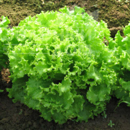 Насіння салату Еллін F1 / Ellin F1 купити оптом і в роздріб в Україні за вигідною ціною