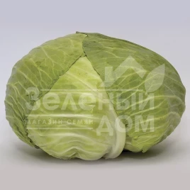 Семена капусты белокочанной Джекпот F1 / Jackpot F1, 75-85 дней купить оптом и в розницу в Украине по выгодной цене