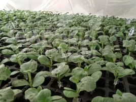 Семена подвоя Рут Пауер F1 / Rut Pauer F1 купить оптом и в розницу в Украине по выгодной цене