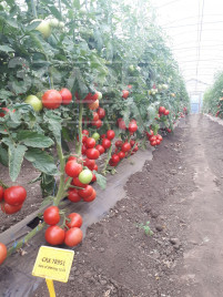 Насіння томатів ЦРХ 78951 (Еспада) F1 / CRX 78951 (Espada) F1 купити оптом і в роздріб в Україні за вигідною ціною