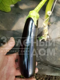 Семена баклажана Караман F1 / Karaman F1, 65-70 дней купить оптом и в розницу в Украине по выгодной цене