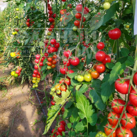 Насіння томатів Блейз F1 (1617) / Bleyz F1 (1617) ,95 днів купити оптом і в роздріб в Україні за вигідною ціною