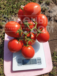 Насіння томатів ЕЗ 14916 F1 / ES 14916 F1 купити оптом і в роздріб в Україні за вигідною ціною