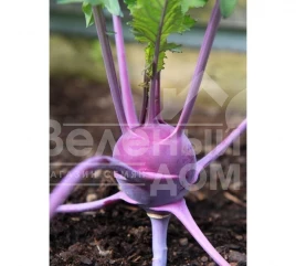 Семена капусты кольраби Бланкит / Blankit,50-60 дней купить оптом и в розницу в Украине по выгодной цене