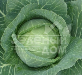 Семена капусты белокочанной Силема F1 / Cilema F1,65-70 дней купить оптом и в розницу в Украине по выгодной цене