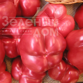 Насіння солодкого перцю Таміна F1 / Tamina F1,60-70 днів купити оптом і в роздріб в Україні за вигідною ціною