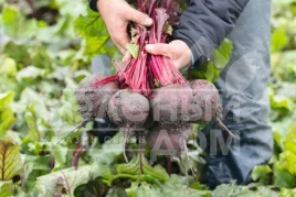 Семена свеклы Манзу F1 / Manzu F1,114 дней купить оптом и в розницу в Украине по выгодной цене
