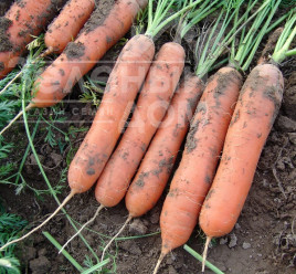 Насіння моркви Маріон F1 / Marion F1,90-95 днів купити оптом і в роздріб в Україні за вигідною ціною