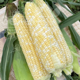 Насіння кукурудзи Ескорт F1 / Escort F1,76 днів купити оптом і в роздріб в Україні за вигідною ціною