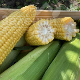 Насіння кукурудзи Рапід F1 / Rapid F1,62 дні купити оптом і в роздріб в Україні за вигідною ціною