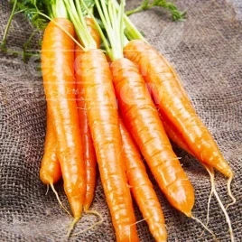 Семена моркови Осенняя королева / Autumn Queen  купить оптом и в розницу в Украине по выгодной цене