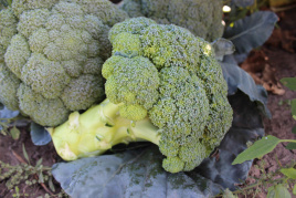 Насіння капусти броколі Партенон F1 / Parthenon F1,85-90 днів купити оптом і в роздріб в Україні за вигідною ціною