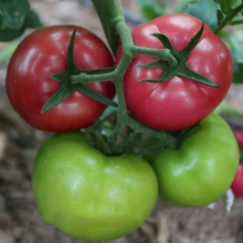 Насіння томатів Мурпінк F1 / Murpink F1 купити оптом і в роздріб в Україні за вигідною ціною