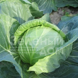 Семена капусты белокочанной Констебль F1 / Constebl F1,52-55 дней купить оптом и в розницу в Украине по выгодной цене